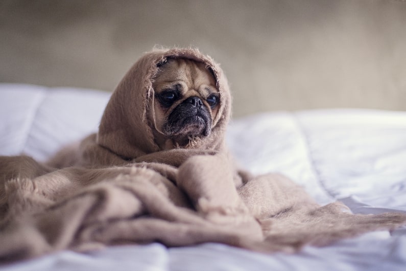 it's okay to have bad days - PUG